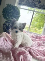  FEMALE  -SOLD , a female Yorkshire Terrier for sale in Fairhope, AL – Photo 2 of 9