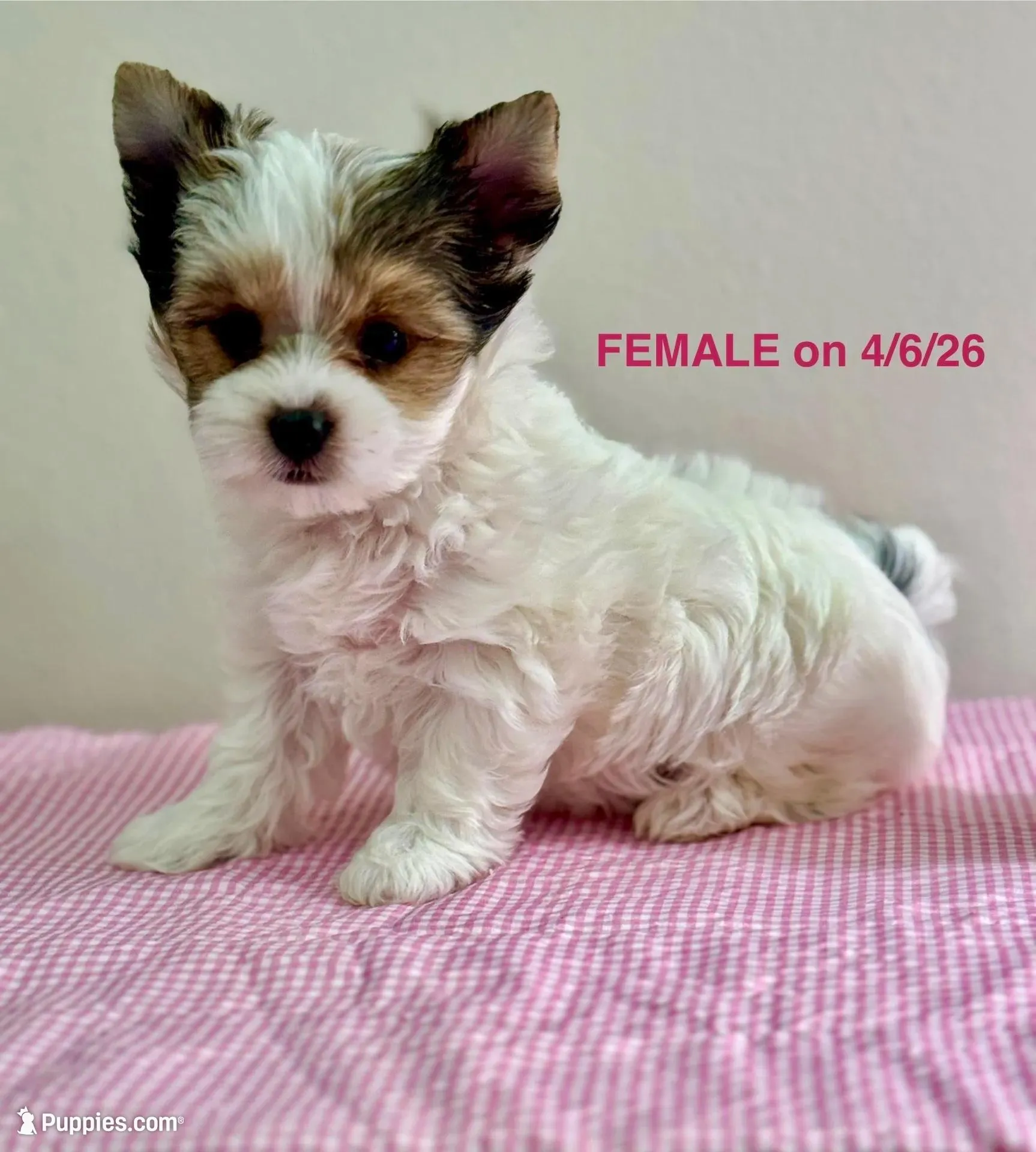  Mollie  - Teacup size , a female Yorkshire Terrier for sale in Fairhope, AL – Photo 2 of 9