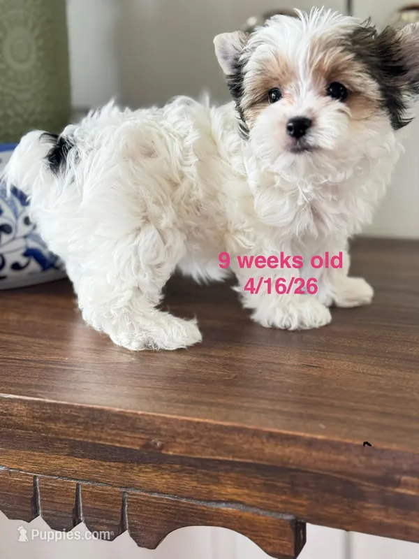  FEMALE  - Teacup size  – Yorkshire Terrier puppy for sale in Fairhope, AL