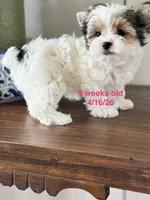  FEMALE  - Teacup size , a female Yorkshire Terrier for sale in Fairhope, AL – Photo 1 of 10