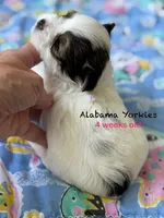 Tiny Baby Girl , a female Yorkshire Terrier for sale in Fairhope, AL – Photo 5 of 8