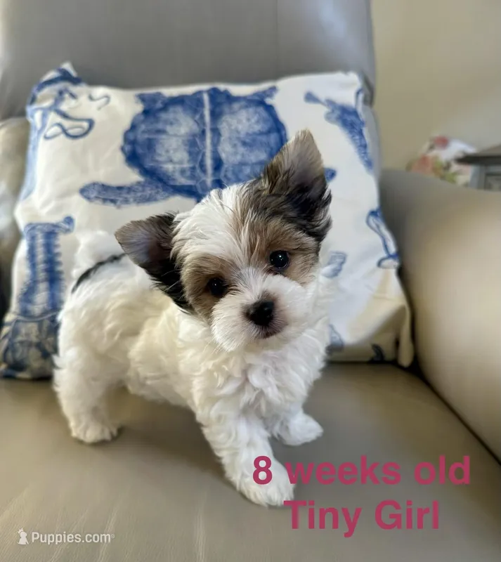  Mollie  - Teacup size  – Yorkshire Terrier puppy for sale in Fairhope, AL