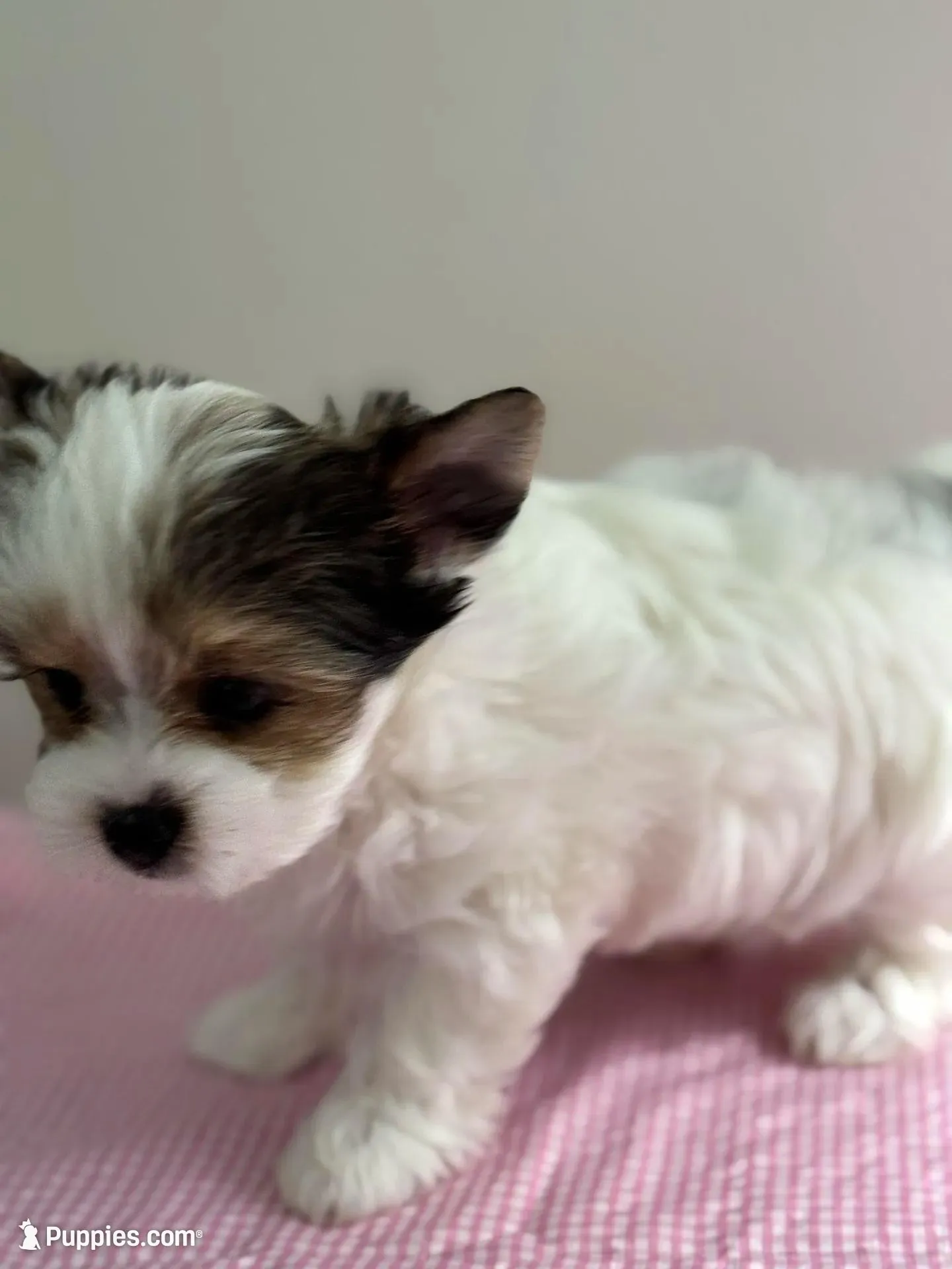  Mollie  - Teacup size , a female Yorkshire Terrier for sale in Fairhope, AL – Photo 3 of 9