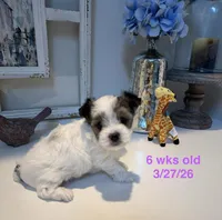 Tiny Baby Girl , a female Yorkshire Terrier for sale in Fairhope, AL – Photo 2 of 8
