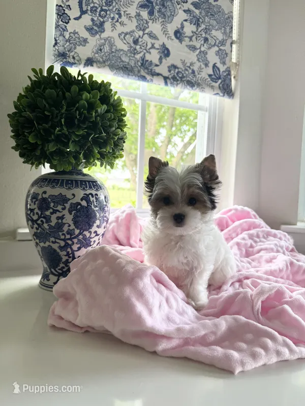  FEMALE  - Teacup size  – Yorkshire Terrier puppy for sale in Fairhope, AL