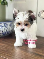  FEMALE  - Teacup size , a female Yorkshire Terrier for sale in Fairhope, AL – Photo 2 of 10