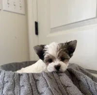  FEMALE  - Teacup size , a female Yorkshire Terrier for sale in Fairhope, AL – Photo 4 of 10