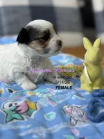 Tiny Baby Girl , a female Yorkshire Terrier for sale in Fairhope, AL – Photo 7 of 8