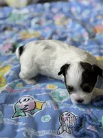 Tiny Baby Girl , a female Yorkshire Terrier for sale in Fairhope, AL – Photo 8 of 8