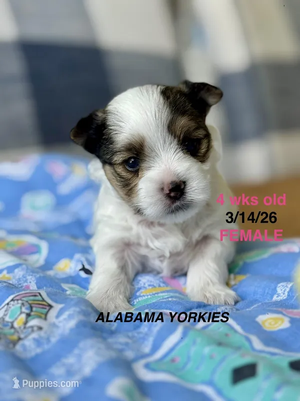 Tiny Baby Girl  – Yorkshire Terrier puppy for sale in Fairhope, AL