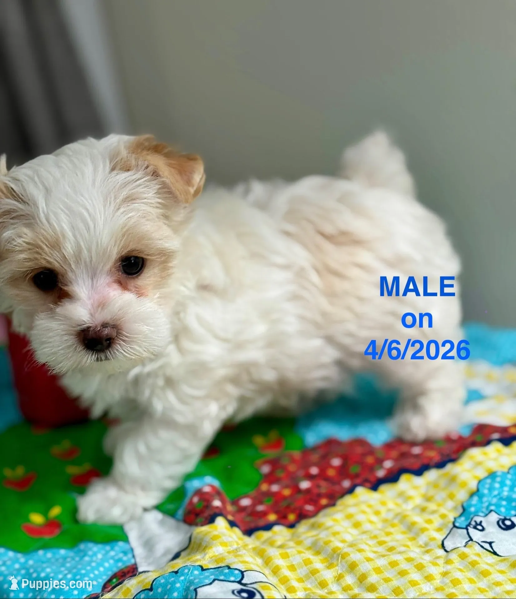 Male Yorkie – Yorkshire Terrier puppy for sale in Fairhope, AL