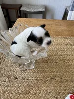 Girl - Small size , a female Yorkshire Terrier for sale in Fairhope, AL – Photo 2 of 4