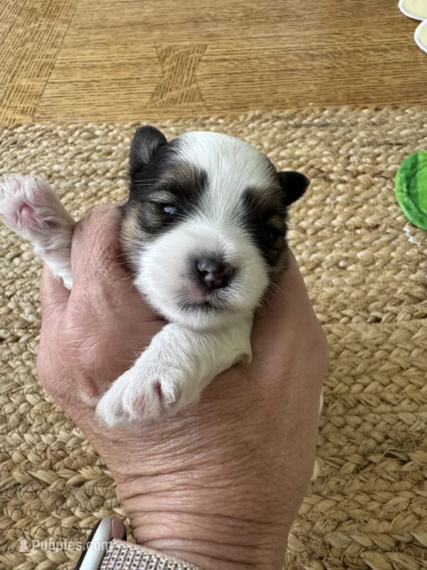 Girl - Small size  – Yorkshire Terrier puppy for sale in Fairhope, AL