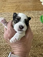 Girl - Small size , a female Yorkshire Terrier for sale in Fairhope, AL – Photo 1 of 4