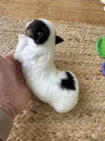 Girl - Small size , a female Yorkshire Terrier for sale in Fairhope, AL – Photo 3 of 4