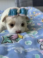 Male Yorkie, a male Yorkshire Terrier for sale in Fairhope, AL – Photo 7 of 8