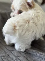 Male Yorkie —, a male Yorkshire Terrier for sale in Fairhope, AL – Photo 3 of 10