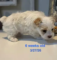 Male Yorkie, a male Yorkshire Terrier for sale in Fairhope, AL – Photo 2 of 8