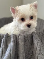 Male Yorkie —, a male Yorkshire Terrier for sale in Fairhope, AL – Photo 5 of 10