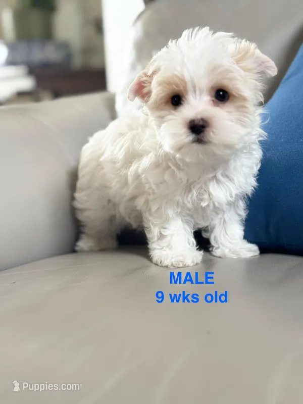 Male Yorkie — – Yorkshire Terrier puppy for sale in Fairhope, AL