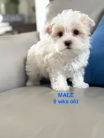 Male Yorkie —, a male Yorkshire Terrier for sale in Fairhope, AL – Photo 2 of 10