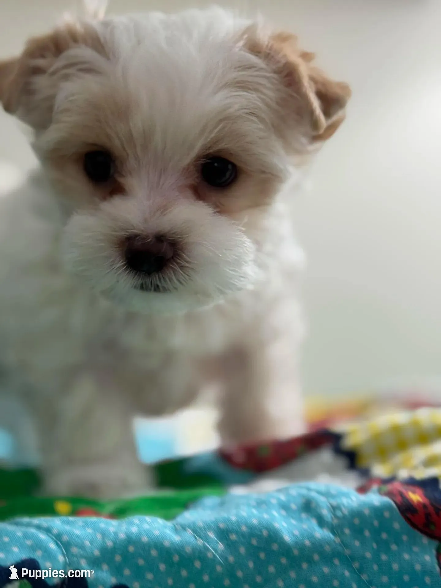 Male Yorkie —Reduced , a male Yorkshire Terrier for sale in Fairhope, AL – Photo 4 of 9