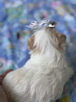 Male Yorkie, a male Yorkshire Terrier for sale in Fairhope, AL – Photo 5 of 8