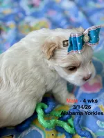 Male Yorkie, a male Yorkshire Terrier for sale in Fairhope, AL – Photo 8 of 8