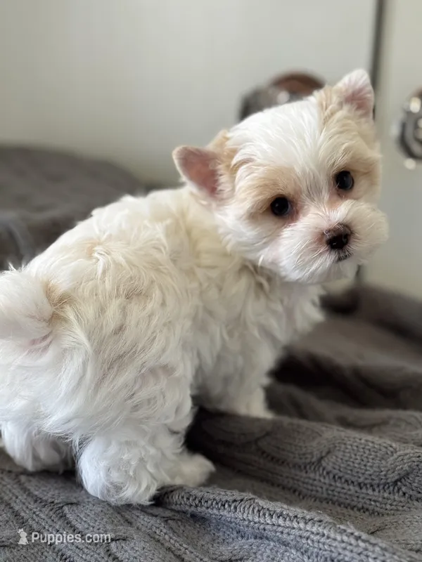 Male Yorkie —Reduced  – Yorkshire Terrier puppy for sale in Fairhope, AL