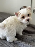 Male Yorkie —, a male Yorkshire Terrier for sale in Fairhope, AL – Photo 1 of 10