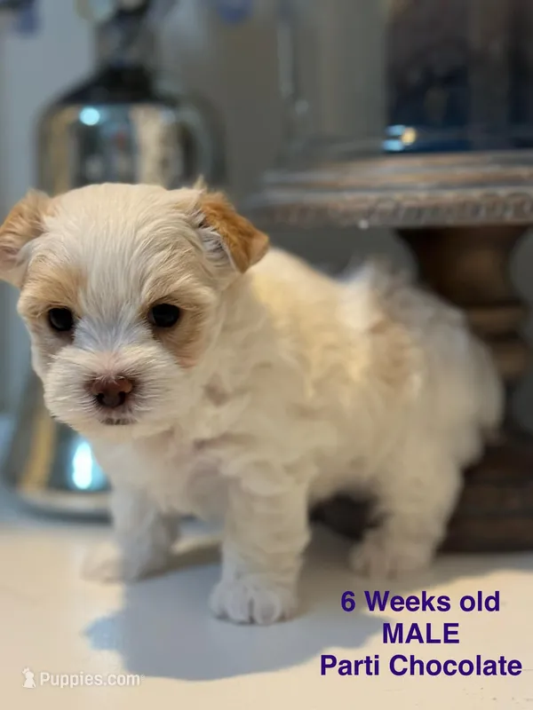 Male Yorkie – Yorkshire Terrier puppy for sale in Fairhope, AL