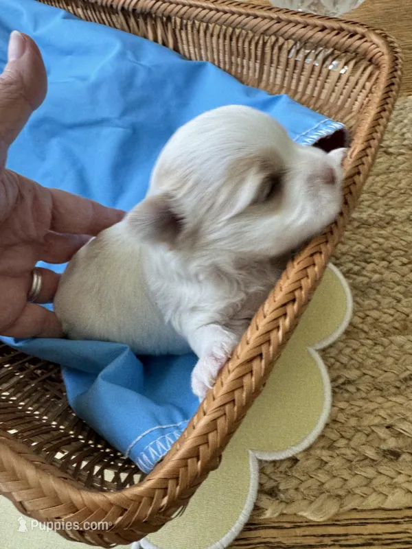 Male Yorkie – Yorkshire Terrier puppy for sale in Fairhope, AL