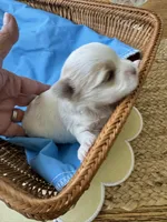 Male Yorkie, a male Yorkshire Terrier for sale in Fairhope, AL – Photo 1 of 3