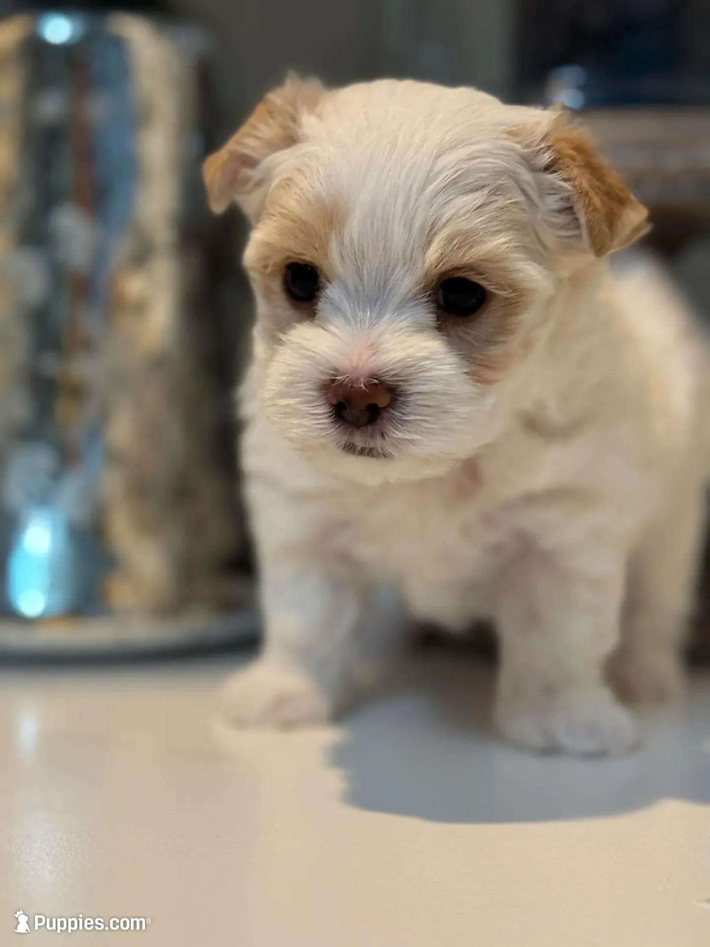 Male Yorkie —Reduced , a male Yorkshire Terrier for sale in Fairhope, AL – Photo 2 of 9