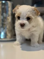 Male Yorkie, a male Yorkshire Terrier for sale in Fairhope, AL – Photo 1 of 8