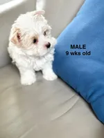 Male Yorkie —, a male Yorkshire Terrier for sale in Fairhope, AL – Photo 4 of 10