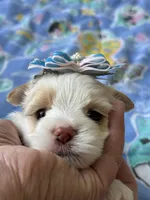 Male Yorkie, a male Yorkshire Terrier for sale in Fairhope, AL – Photo 6 of 8