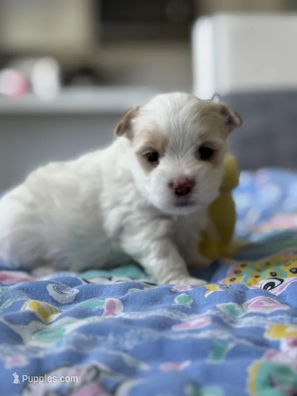 Male Yorkie – Yorkshire Terrier puppy for sale in Fairhope, AL