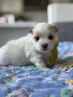 Male Yorkie, a male Yorkshire Terrier for sale in Fairhope, AL – Photo 4 of 8