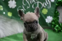Tiny Tim, a male French Bulldog for sale in Bonham, TX – Photo 6 of 9