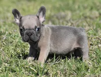 Tiny Tim, a male French Bulldog for sale in Bonham, TX – Photo 3 of 9