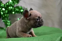 Tiny Tim, a male French Bulldog for sale in Bonham, TX – Photo 8 of 9