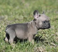 Tiny Tim, a male French Bulldog for sale in Bonham, TX – Photo 9 of 9