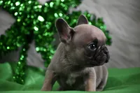 Tiny Tim, a male French Bulldog for sale in Bonham, TX – Photo 4 of 9