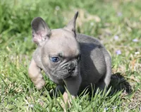 Tiny Tim, a male French Bulldog for sale in Bonham, TX – Photo 7 of 9