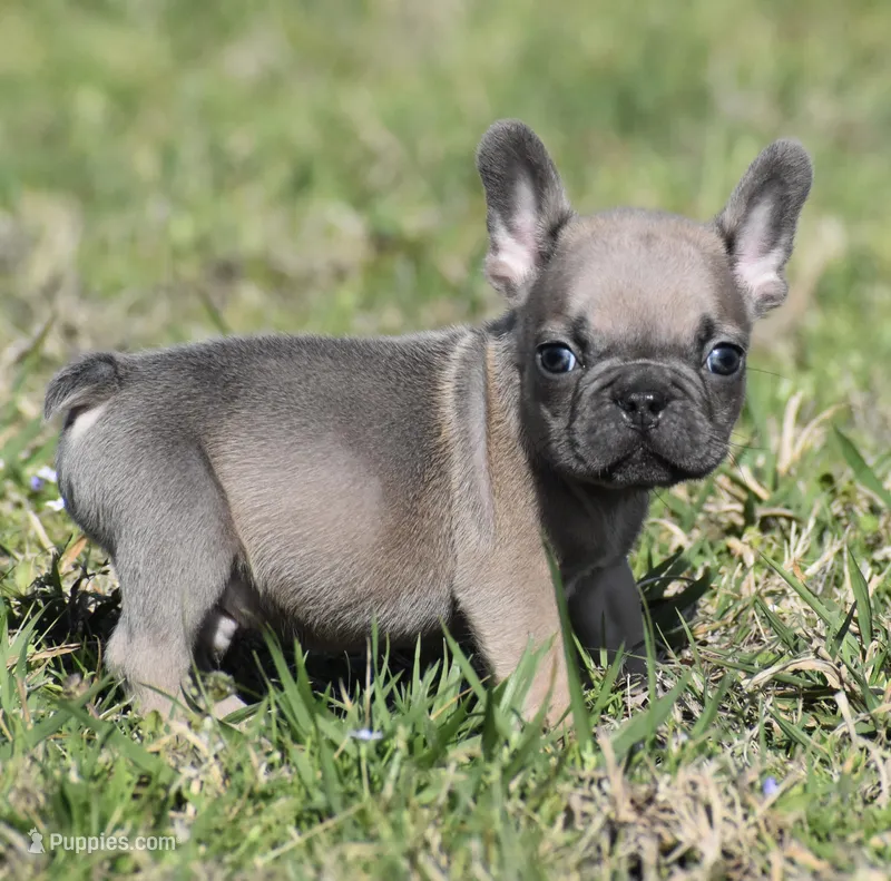 Tiny Tim, a male French Bulldog for sale in Bonham, TX – Photo 1 of 9
