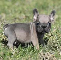 Tiny Tim, a male French Bulldog for sale in Bonham, TX – Photo 1 of 9