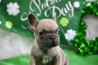 Tiny Tim, a male French Bulldog for sale in Bonham, TX – Photo 2 of 9