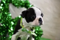 London, a female Boston Terrier for sale in Bonham, TX – Photo 4 of 9