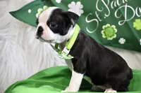 London, a female Boston Terrier for sale in Bonham, TX – Photo 7 of 9